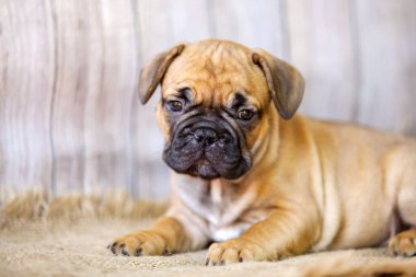 Stüdyoda şirin bir Fransız Bulldog köpeği