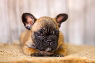 Stüdyoda şirin bir Fransız Bulldog köpeği