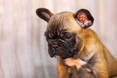 Stüdyoda şirin bir Fransız Bulldog köpeği