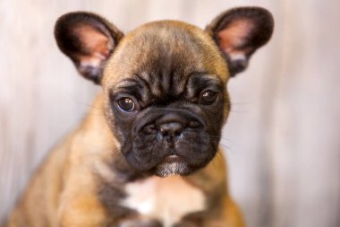 Stüdyoda şirin bir Fransız Bulldog köpeği