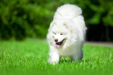 Sevimli Samoed köpeği açık havada