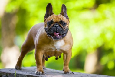 Tatlı Fransız Bulldog köpek yavrusu.