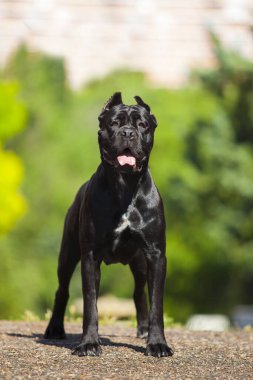 İtalyan Cane Corso köpeği açık havada