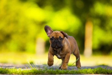 Tatlı Fransız Bulldog köpek yavrusu.