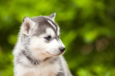Sibirya Husky köpeği dışarıda.