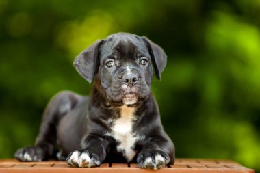 Şirin Puppy Cane Corso açık havada