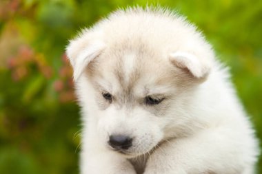 Sibirya Husky köpeği dışarıda.