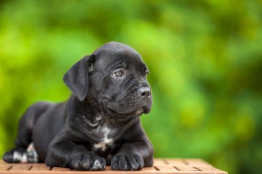 Şirin Puppy Cane Corso açık havada