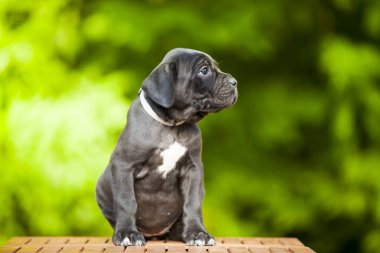 Şirin Puppy Cane Corso açık havada