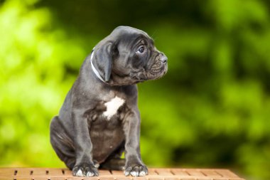 Şirin Puppy Cane Corso açık havada