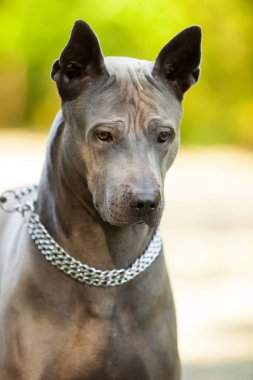 Tayland sırtlı bir köpeğin portresi