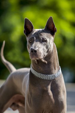 Tayland sırtlı bir köpeğin portresi