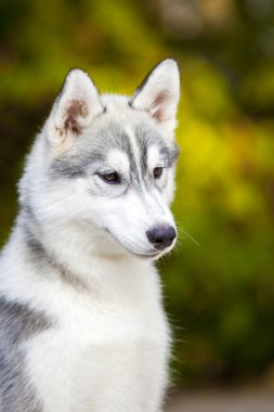 Sibirya Husky köpeği dışarıda.