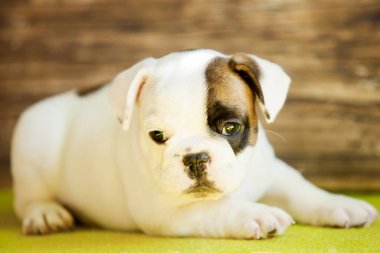 Amerikan Staffordshire Terrier köpeği.