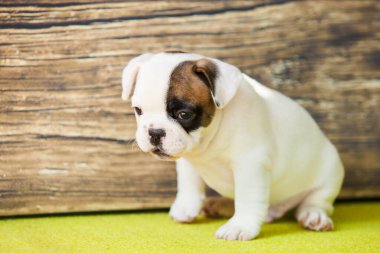 Amerikan Staffordshire Terrier köpeği.