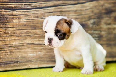 Amerikan Staffordshire Terrier köpeği.