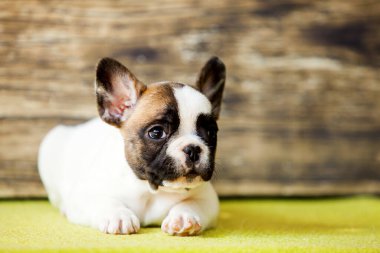 Stüdyoda şirin bir Fransız Bulldog köpeği