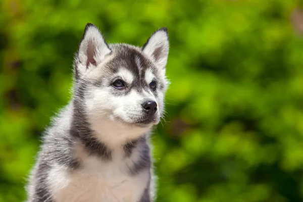 Szibériai Husky Kiskutya Szabadban — Stock Fotó