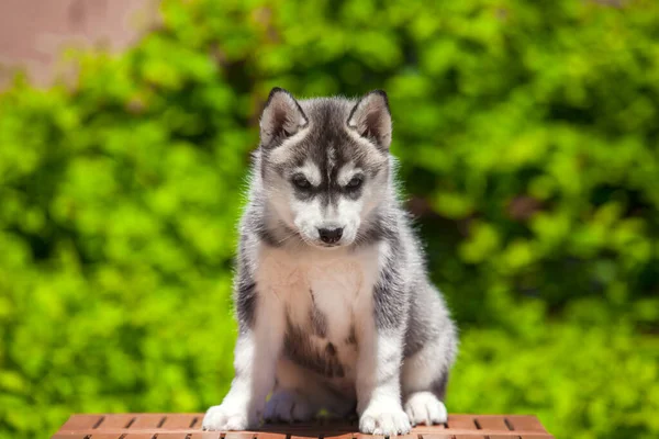 シベリアハスキー子犬屋外 — ストック写真