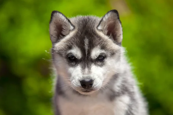 シベリアハスキー子犬屋外 — ストック写真