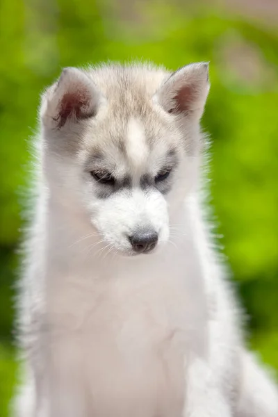 Szibériai Husky Kiskutya Szabadban — Stock Fotó