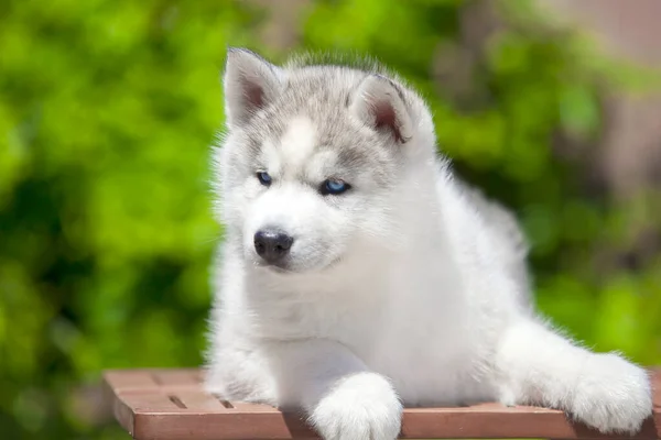 Sibirien Husky Valp Utomhus — Stockfoto