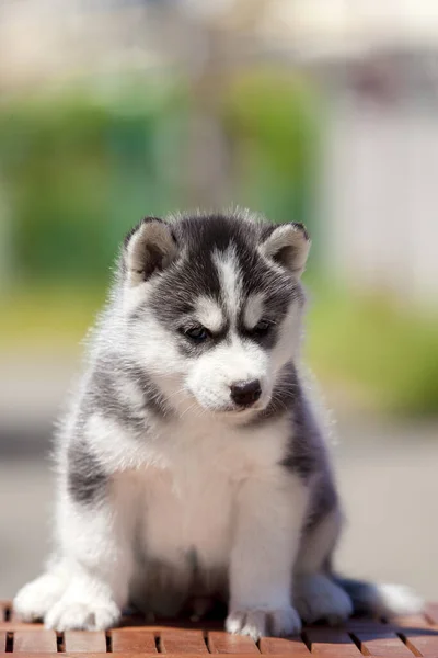 Siberian Husky Puppy Outdoors — Stock Photo, Image