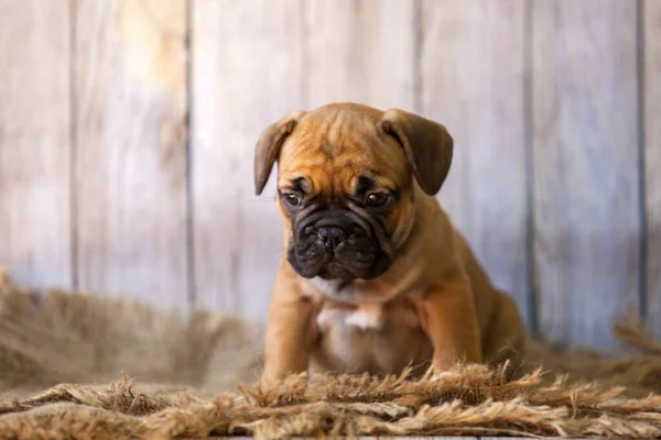 Cute Francuski Bulldog Szczeniak Studio — Zdjęcie stockowe