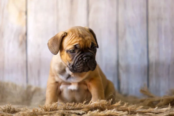 Bonito Filhote Cachorro Bulldog Francês Estúdio — Fotografia de Stock