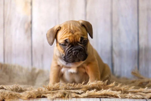 Bonito Filhote Cachorro Bulldog Francês Estúdio — Fotografia de Stock