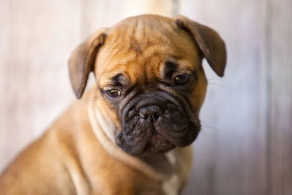 Bonito Filhote Cachorro Bulldog Francês Estúdio — Fotografia de Stock