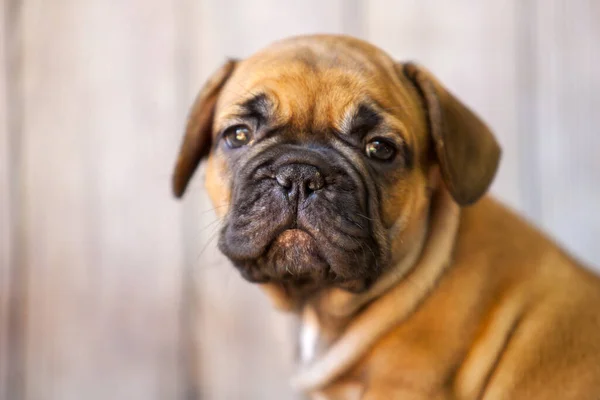 Lindo Perrito Bulldog Francés Estudio —  Fotos de Stock