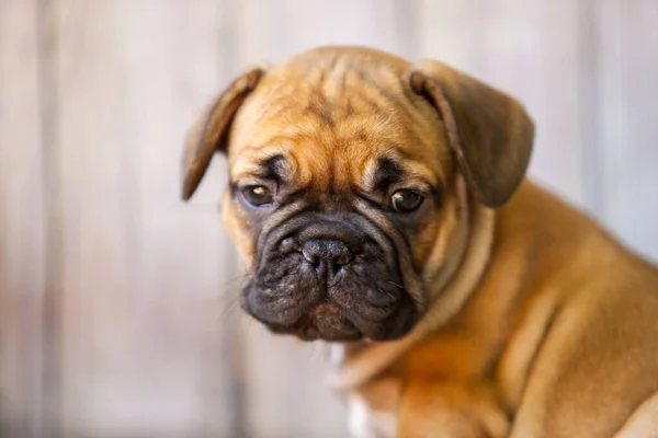 Bonito Filhote Cachorro Bulldog Francês Estúdio — Fotografia de Stock