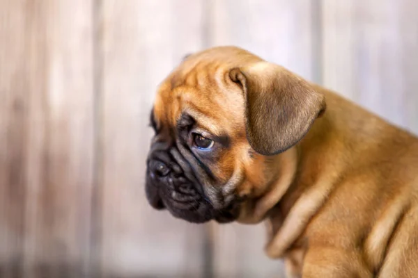 Bonito Filhote Cachorro Bulldog Francês Estúdio — Fotografia de Stock