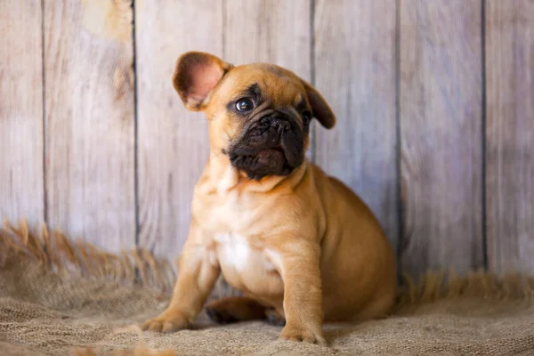 Cute Francuski Bulldog Szczeniak Studio — Zdjęcie stockowe