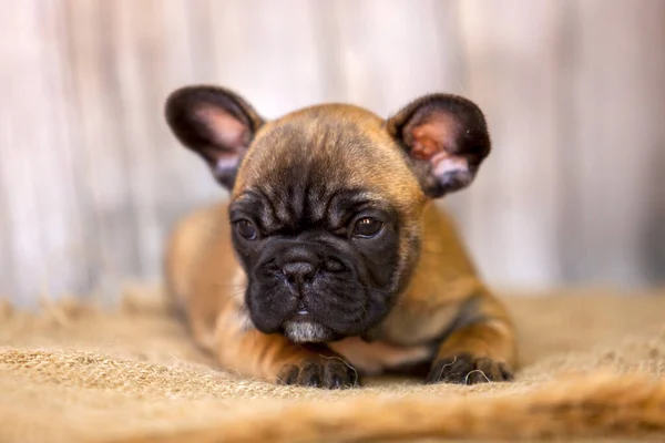 Bonito Filhote Cachorro Bulldog Francês Estúdio — Fotografia de Stock