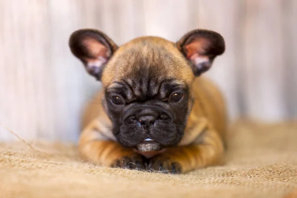 Bonito Filhote Cachorro Bulldog Francês Estúdio — Fotografia de Stock