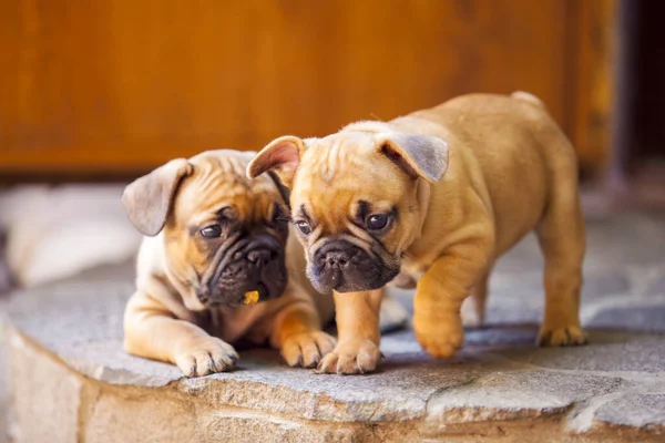 Bonitos Cachorros Buldogue Francês — Fotografia de Stock