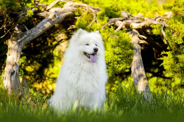 Sevimli Samoed Köpeği Açık Havada — Stok fotoğraf