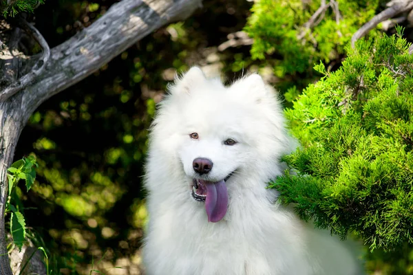 Bedårande Samoed Hund Utomhus — Stockfoto