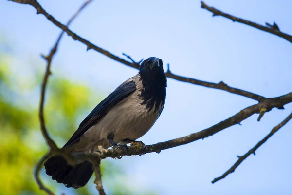 Oiseau Corbeau Noir Vue Rapprochée — Photo