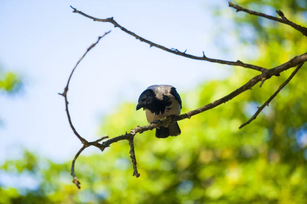 Negru Cioară Pasăre Close Vedere — Fotografie, imagine de stoc