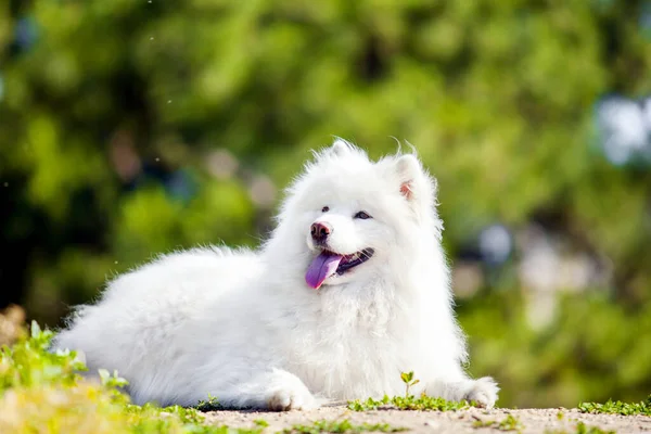 Adorable Samoed Dog Outdoors — Stock Photo, Image