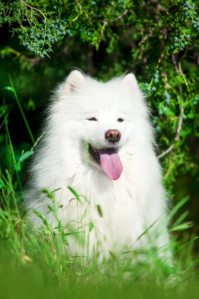 Adorável Samoed Cão Livre — Fotografia de Stock