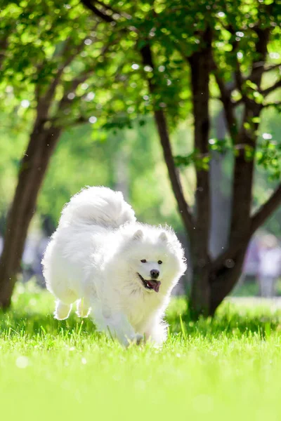 Bedårande Samoed Hund Utomhus — Stockfoto