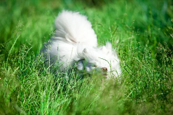 Adorable Perro Samoed Aire Libre — Foto de Stock