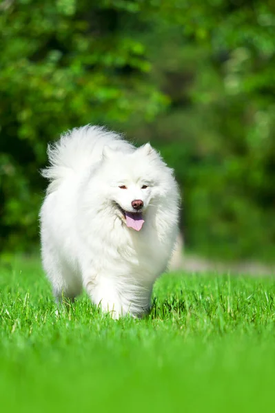 Sevimli Samoed Köpeği Açık Havada — Stok fotoğraf