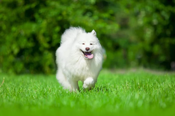 Adorable Samoed Dog Outdoors — Stock Photo, Image