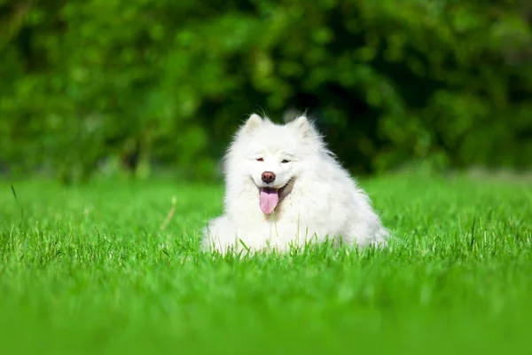 Sevimli Samoed köpeği açık havada