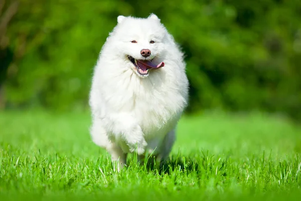 Sevimli Samoed Köpeği Açık Havada — Stok fotoğraf